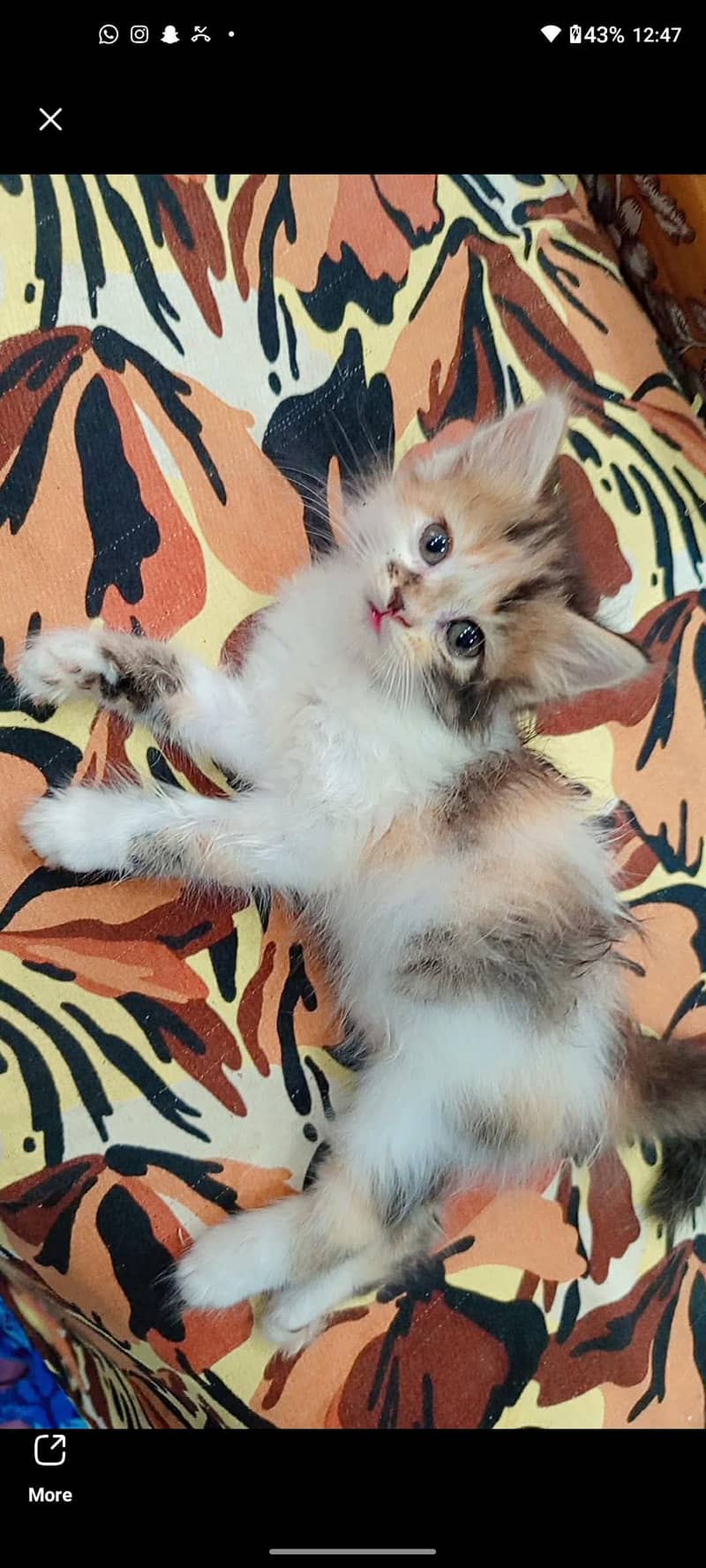 persian 1