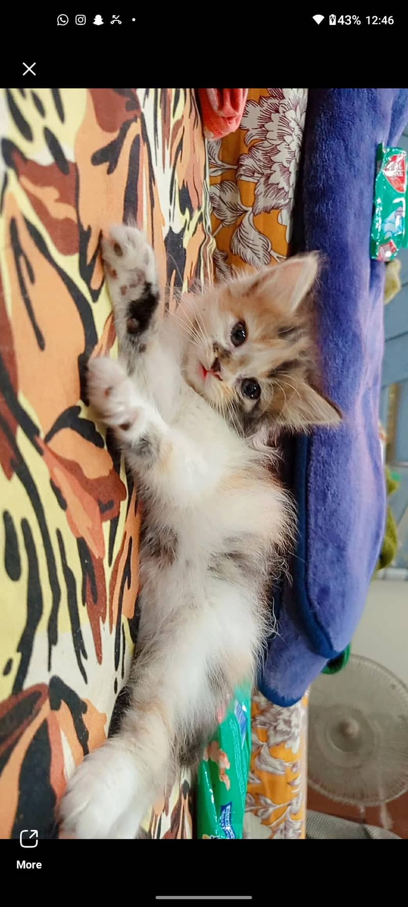 persian 2
