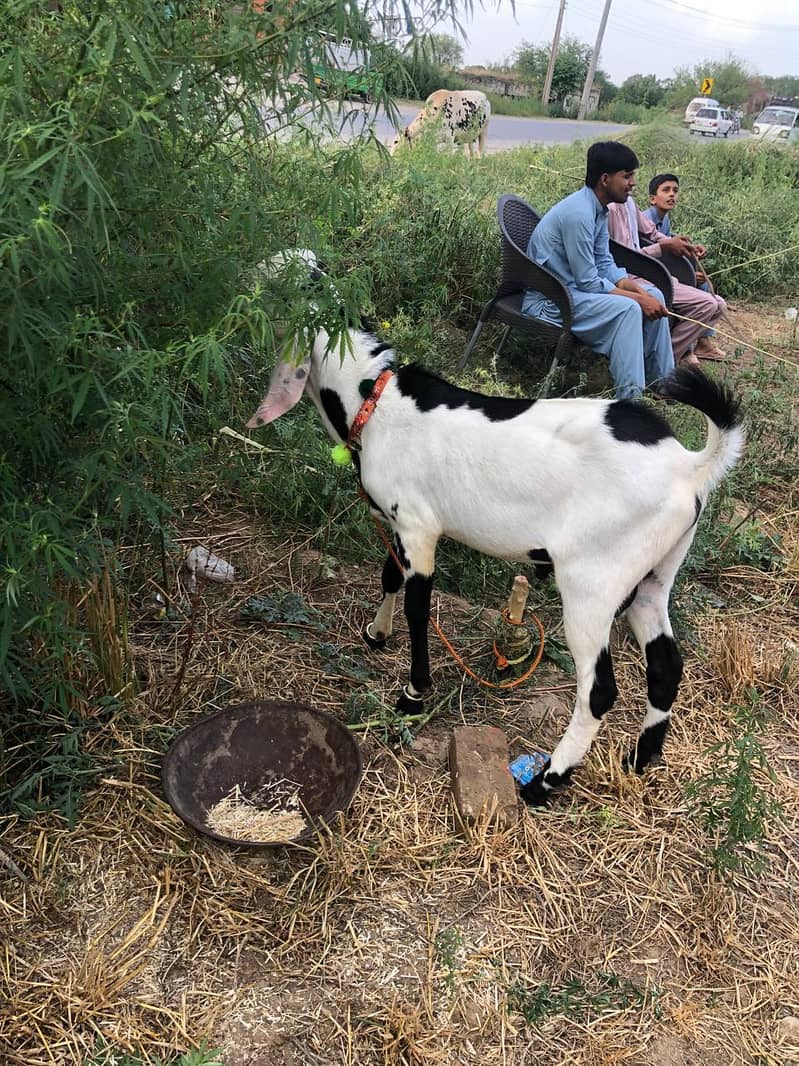 ہوم بریڈ پر قربانی کے جانور اچھے ریٹ پر خریدنے کے لیے ابھی رابطہ کریں 1