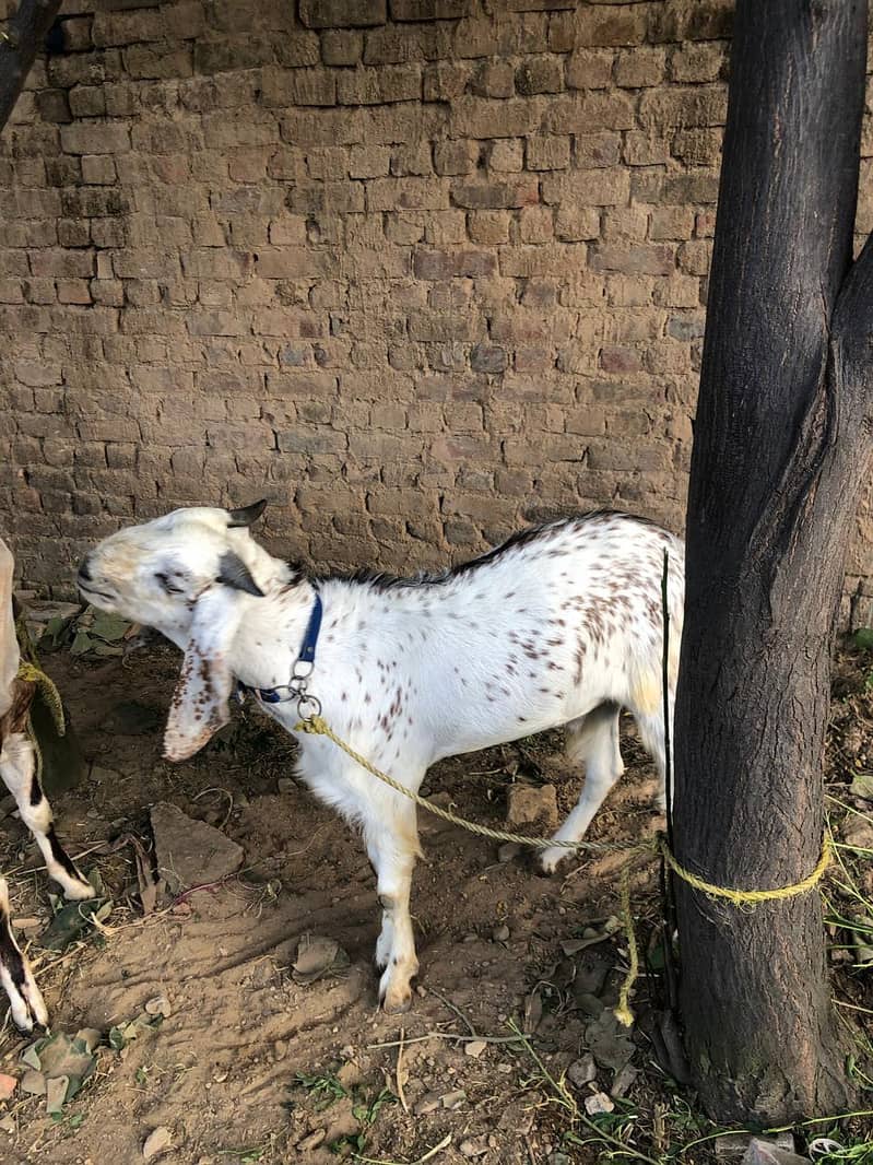 ہوم بریڈ پر قربانی کے جانور اچھے ریٹ پر خریدنے کے لیے ابھی رابطہ کریں 6