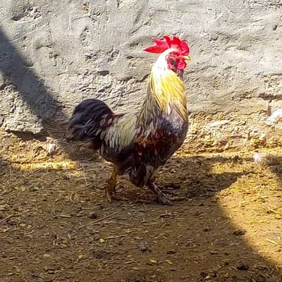 Bantam Male available for sale affordable price
