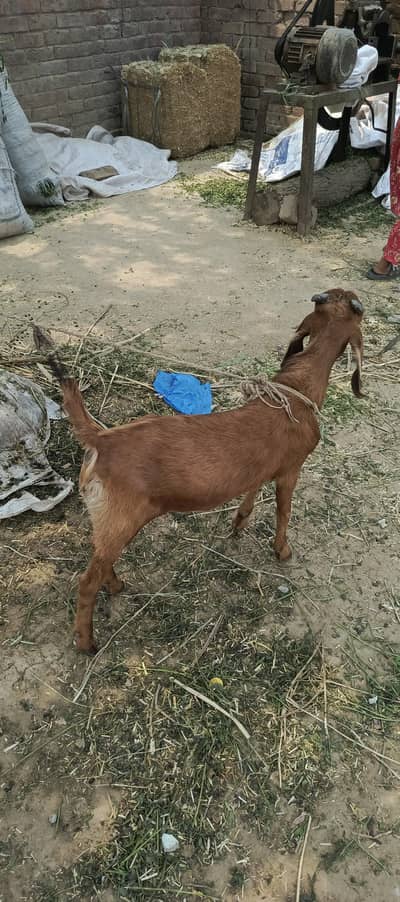 bakra