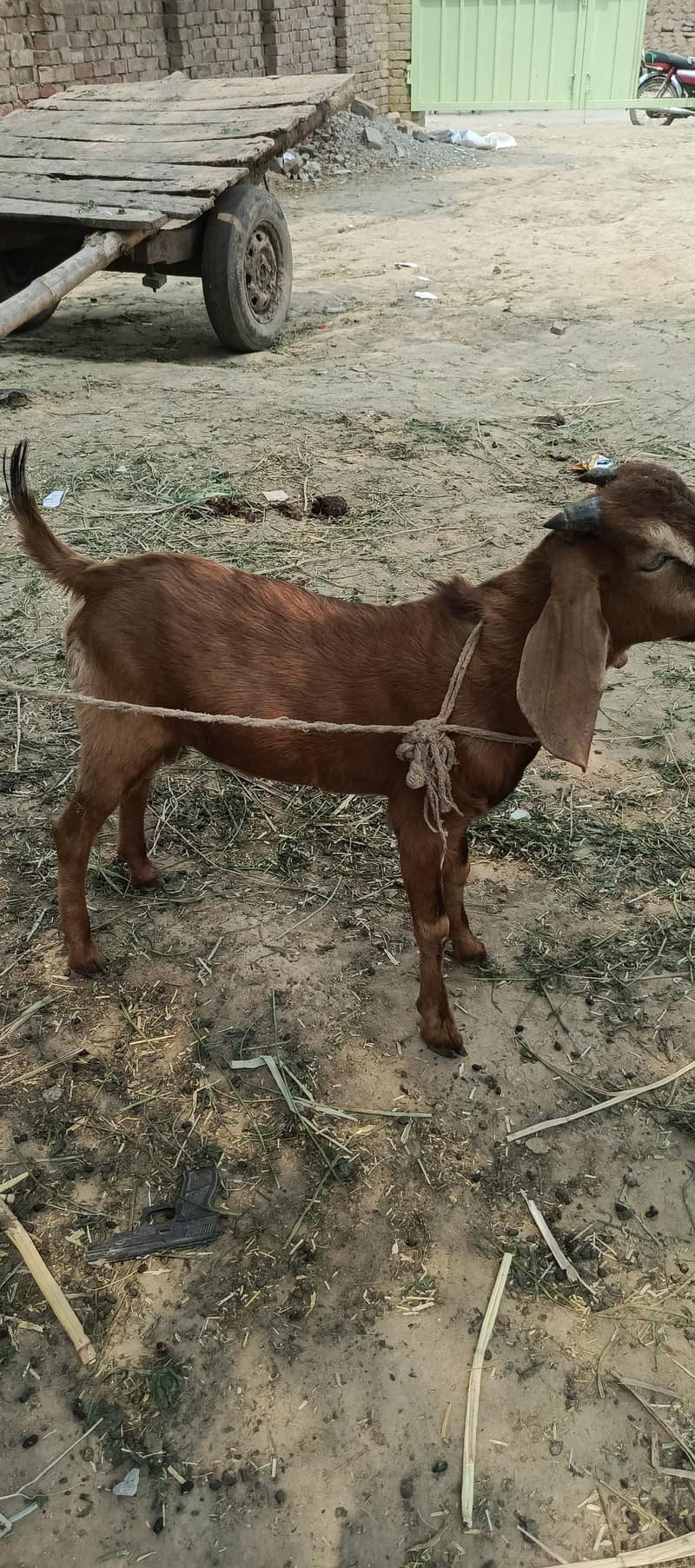 bakra 1