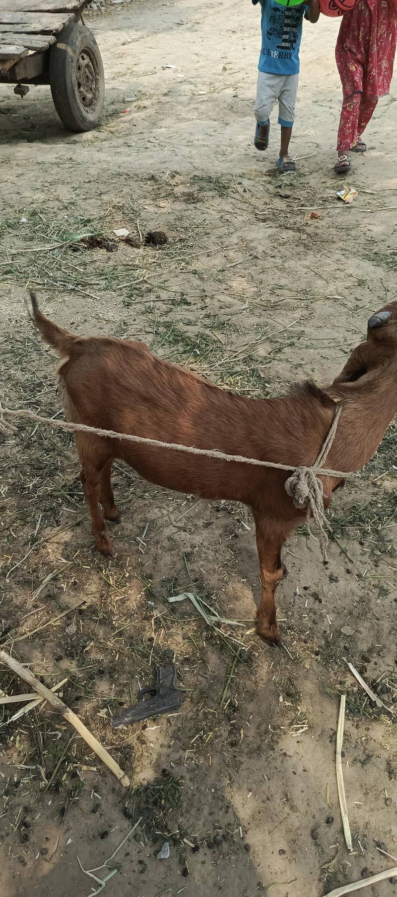 bakra 2
