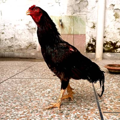 High Quality Aseel Breeder