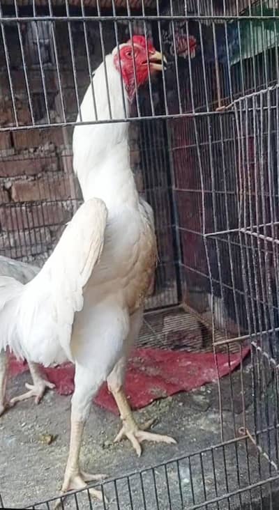 oh shamo white bredar pair 50k xchang parot beak chick 3017104771 cl w