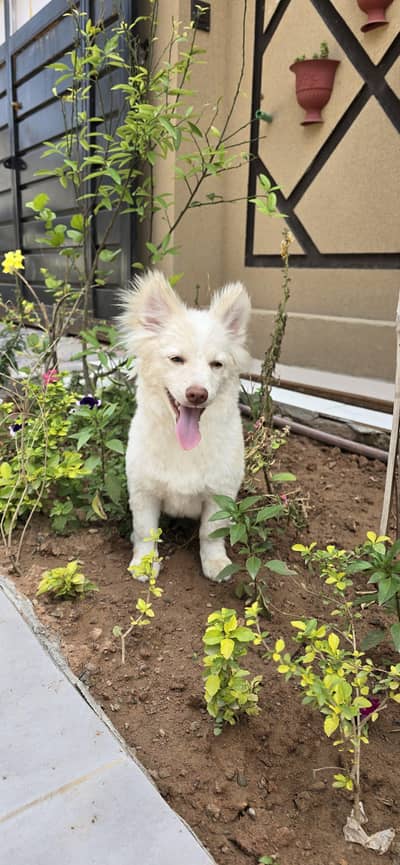 russian dog for sale