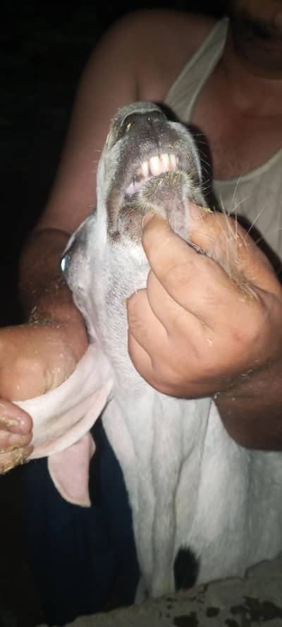 Bakra