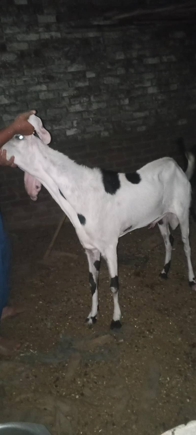 Bakra 1