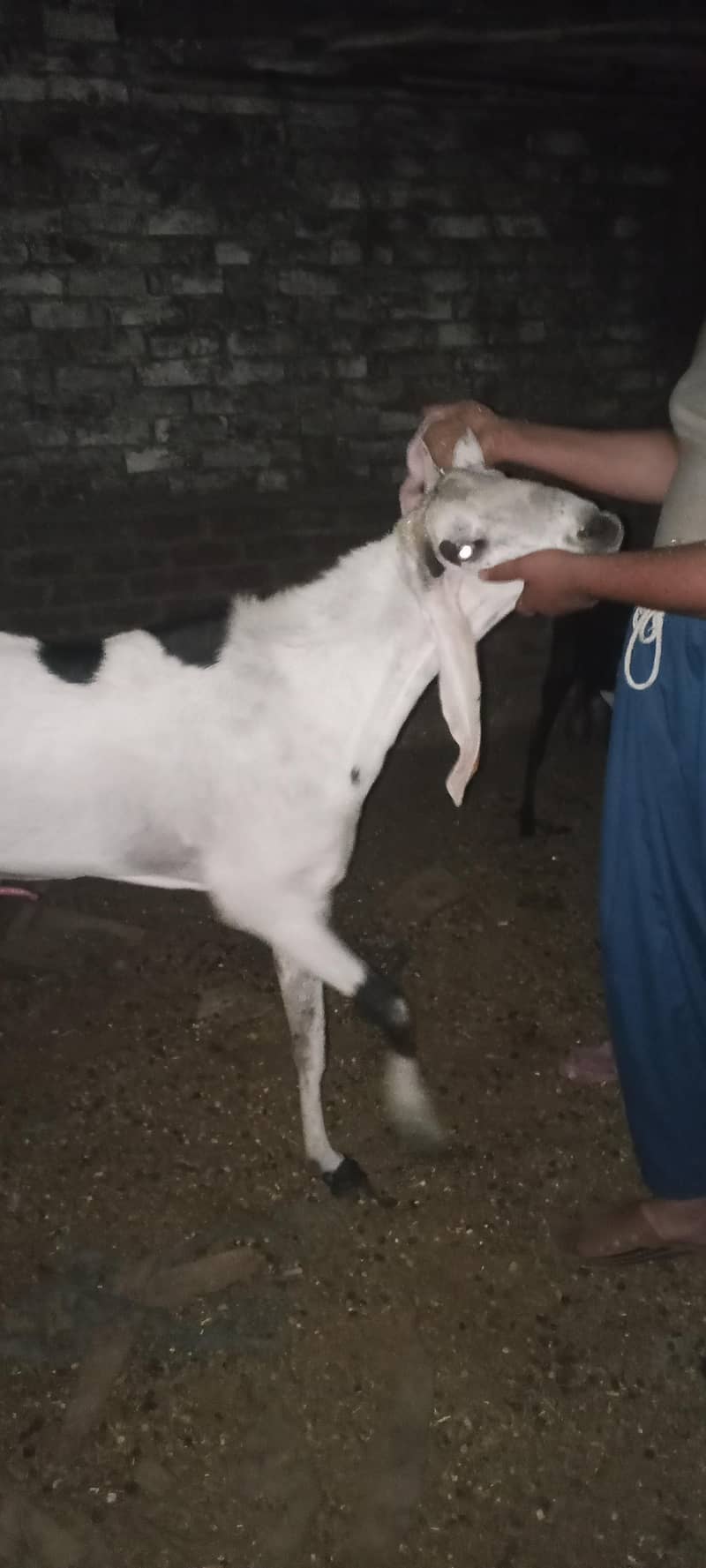 Bakra 2