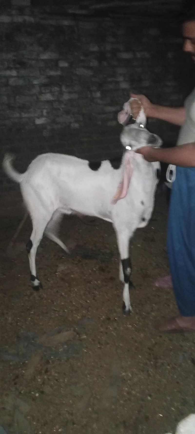 Bakra 3