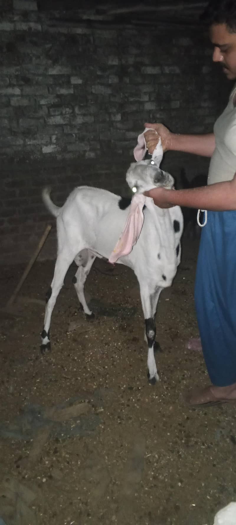 Bakra 4
