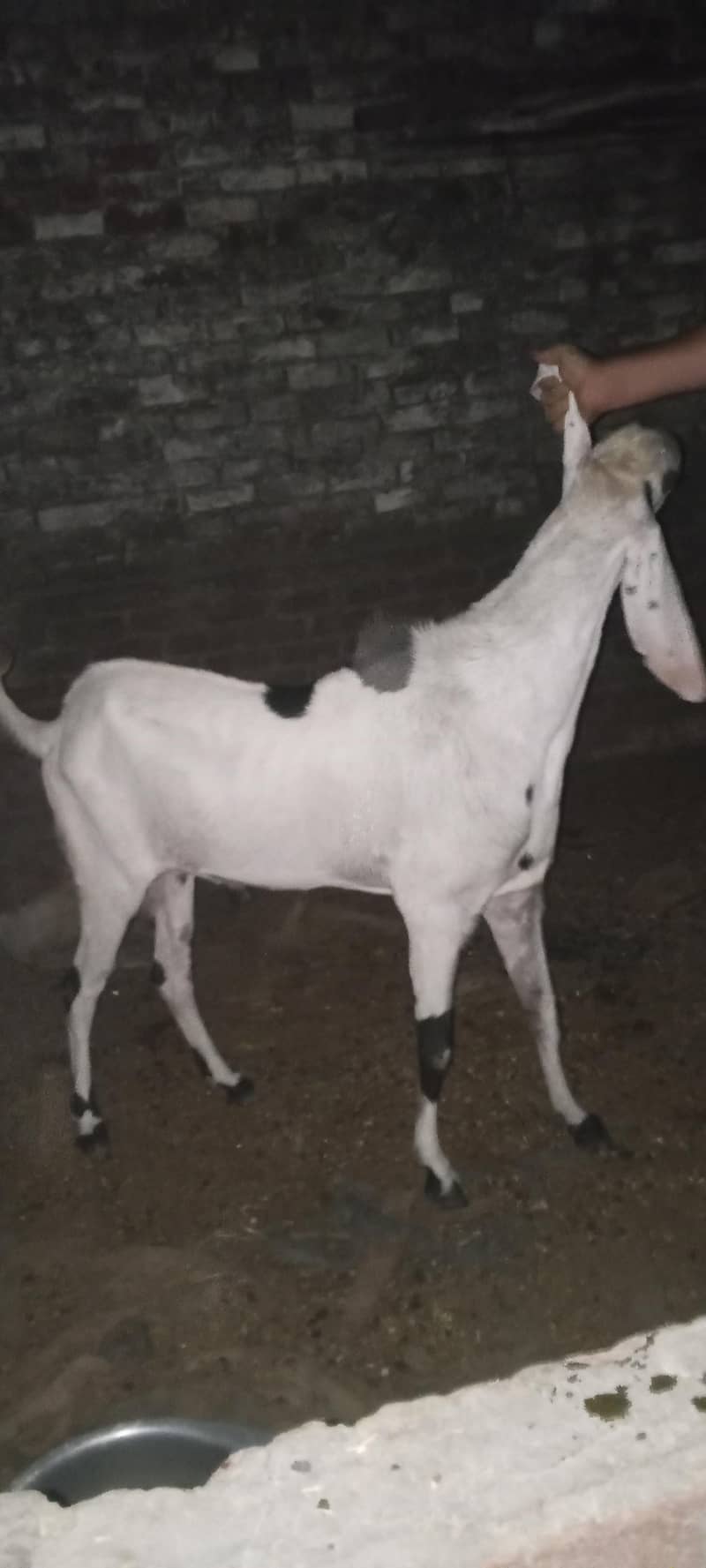 Bakra 5