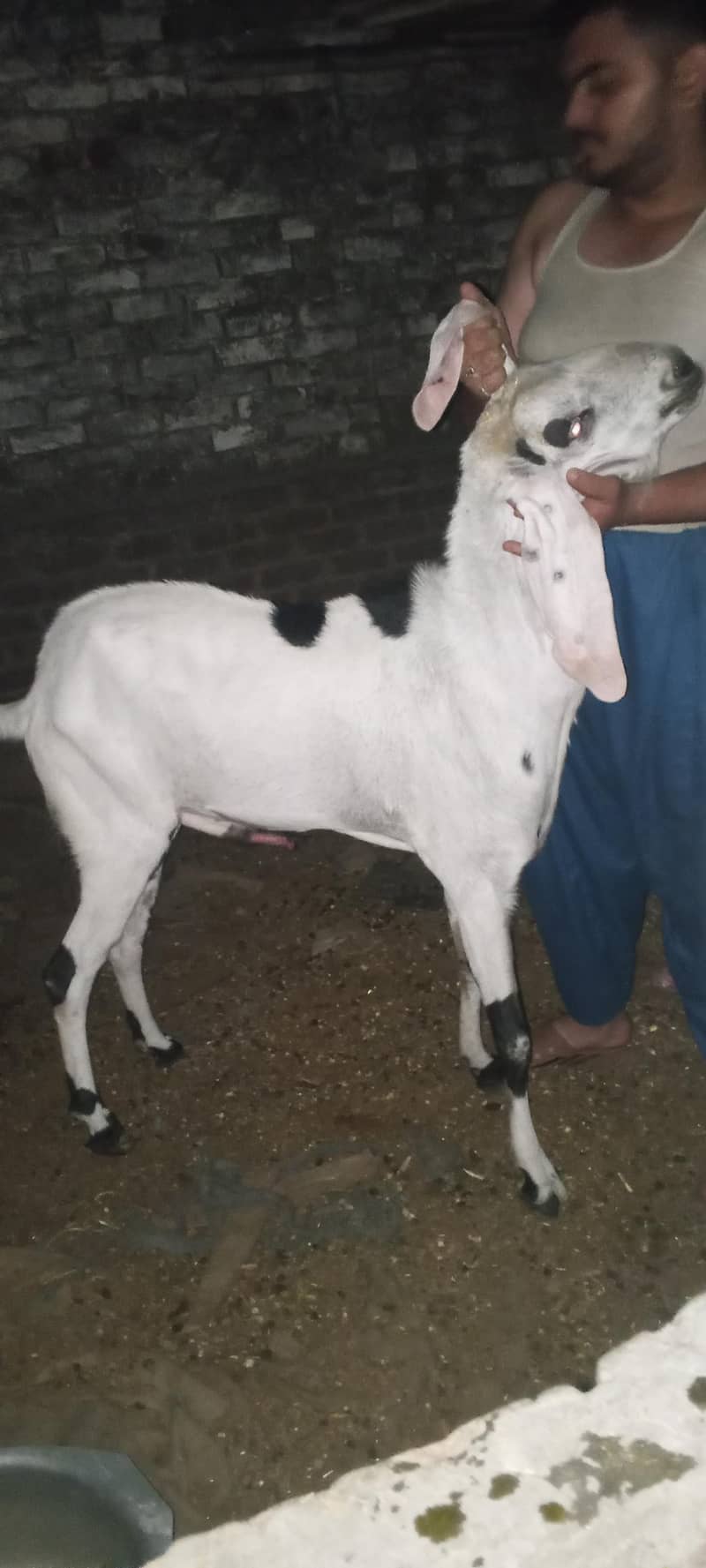 Bakra 6