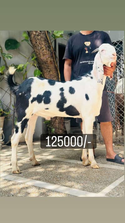 2 daant khassi Rajan puri bakray