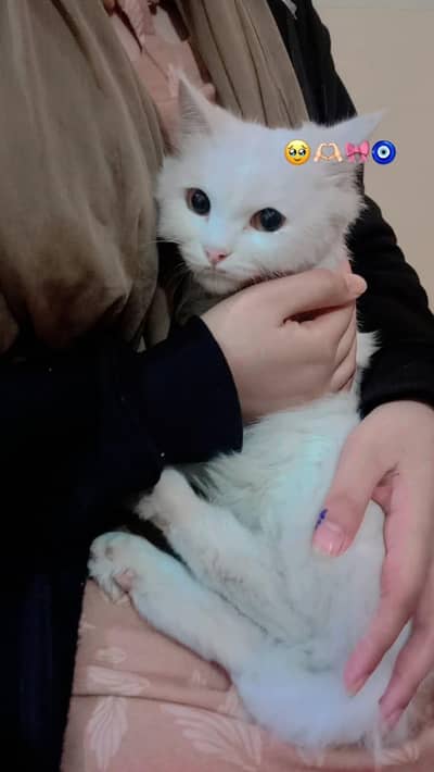 cat . 347.111. 5352