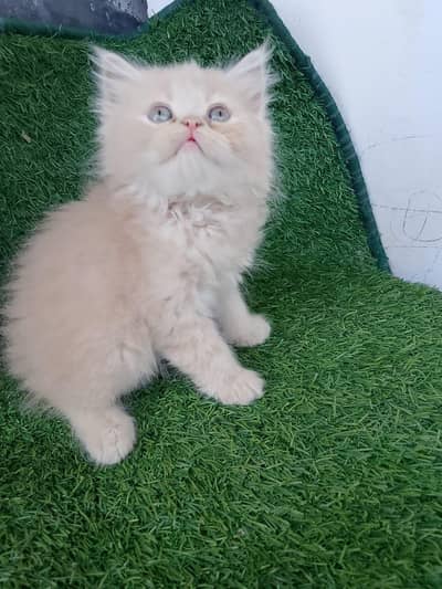 only serious buyers Dm
