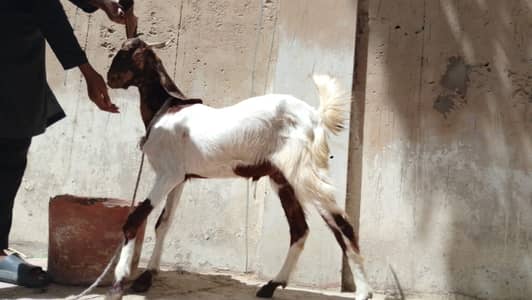 2 Dant Khassi Bakre for Sale(for Qurbani)