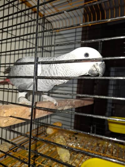 african grey self look like female non dna