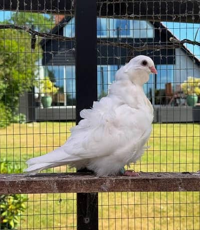White Chinese Owl Breeder Female Pigeon
