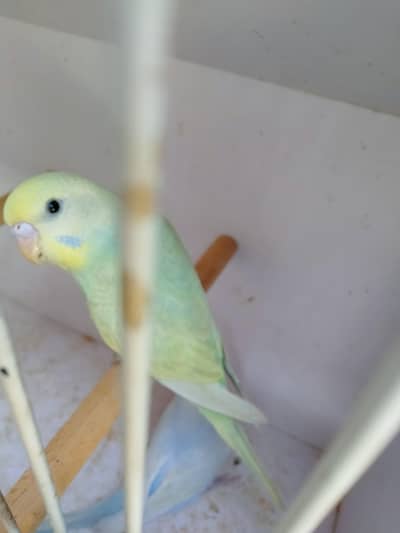 rainbow budgies  pair total 5 pice ha el lutino ka bhii bujri ma
