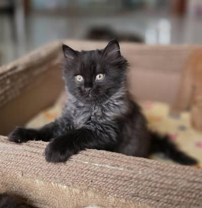Persian female double coat fur