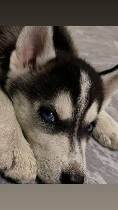 Blue Eyes Husky Puppy Ava In Lahore