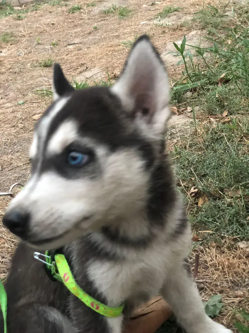 Blue Eyes Husky Puppy Ava In Lahore — photo 2