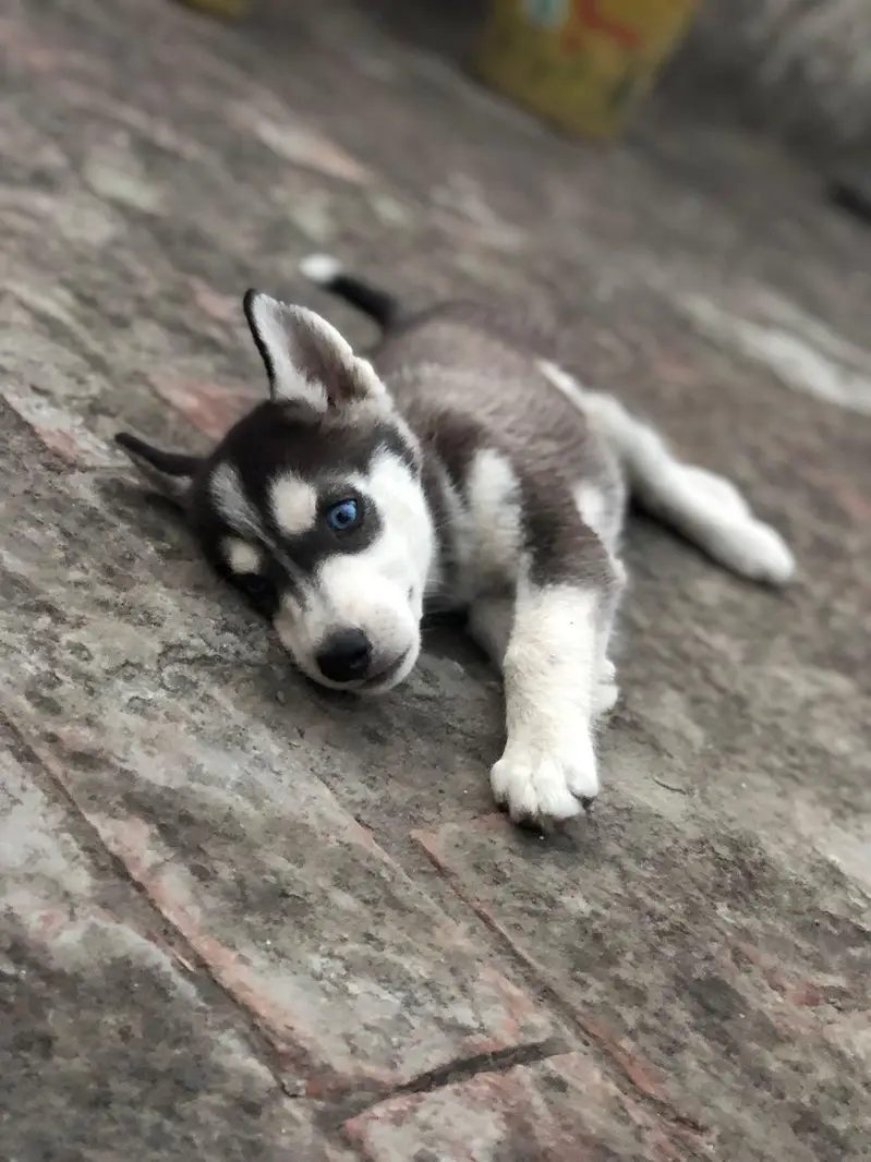 Blue Eyes Husky Puppy Ava In Lahore — photo 3