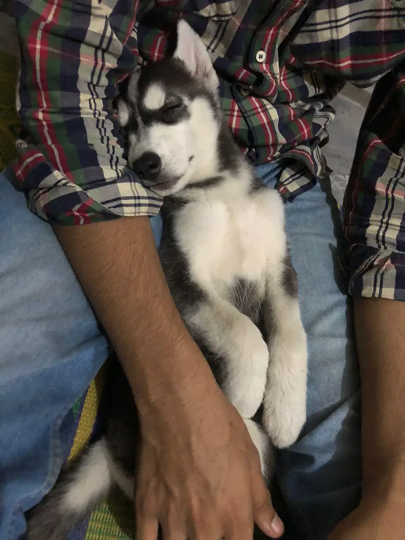 Blue Eyes Husky Puppy Ava In Lahore — photo 4
