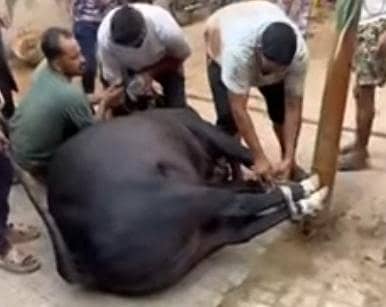 qasai for qurbani,,kasai