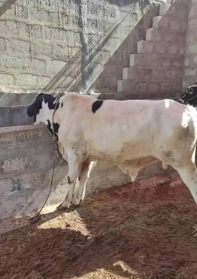 khera bachra ablk colour
