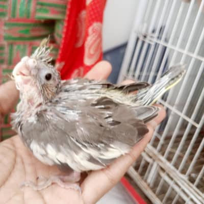 Grey cockatiel chicks ek 1500 ka final hai