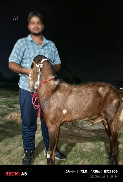 pure desi