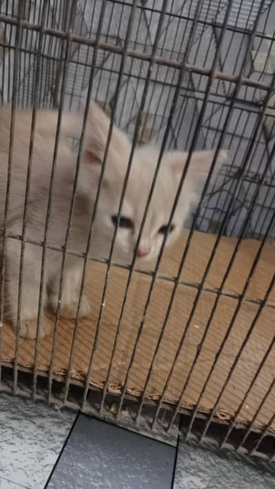 cat for sale