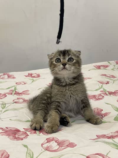 British Scottish fold