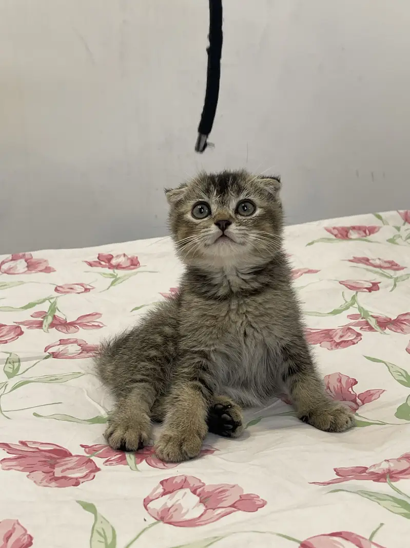 British Scottish fold