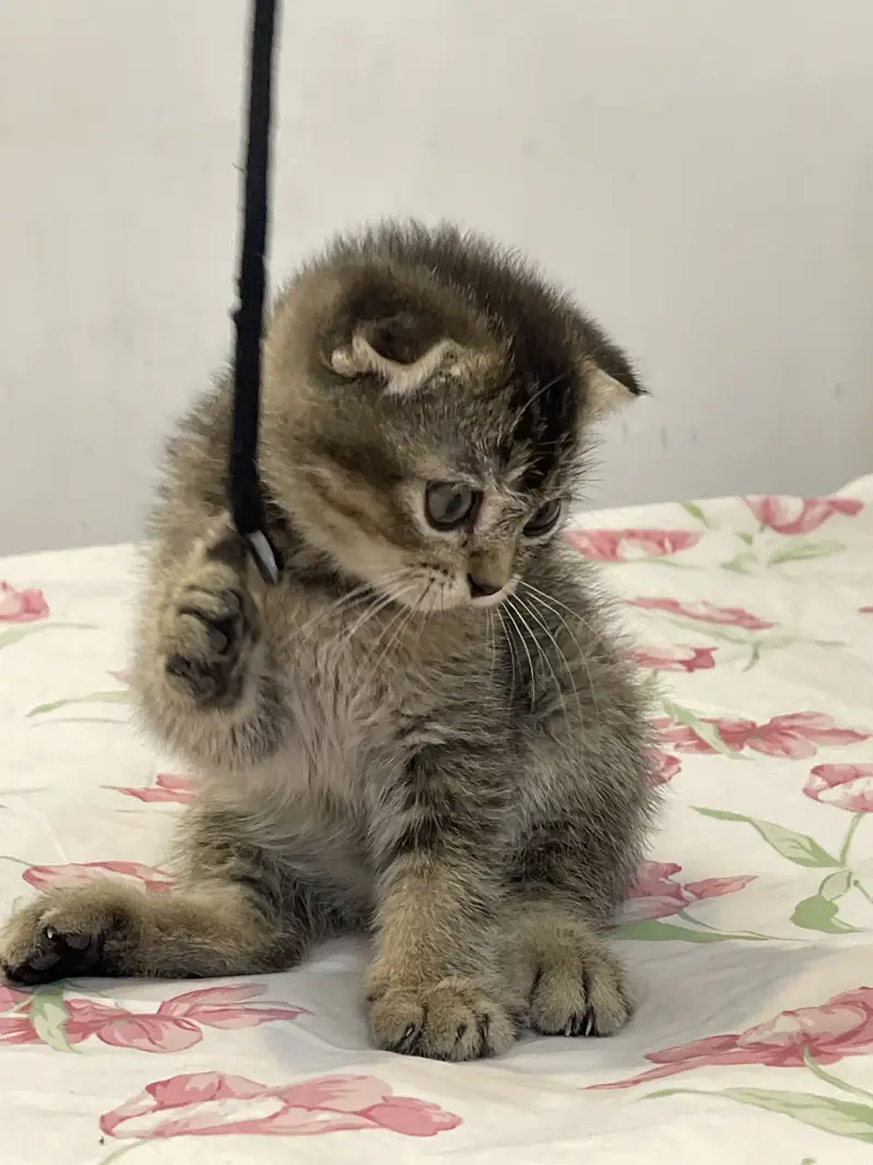 British Scottish fold — photo 2