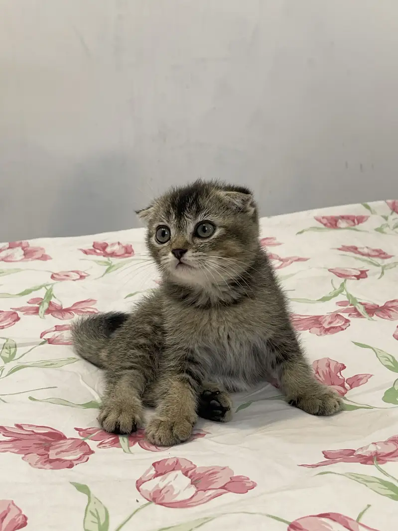 British Scottish fold — photo 3
