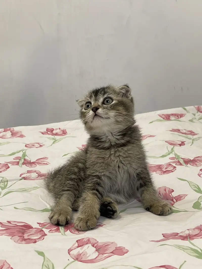 British Scottish fold — photo 4