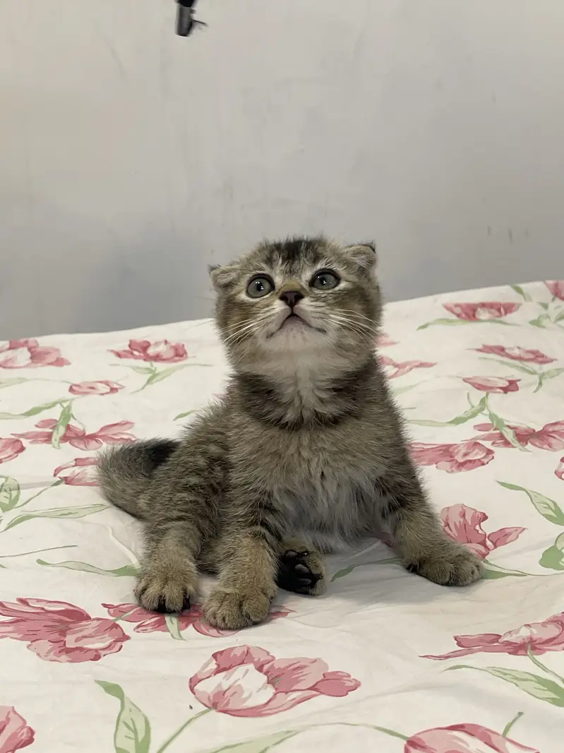 British Scottish fold — photo 5