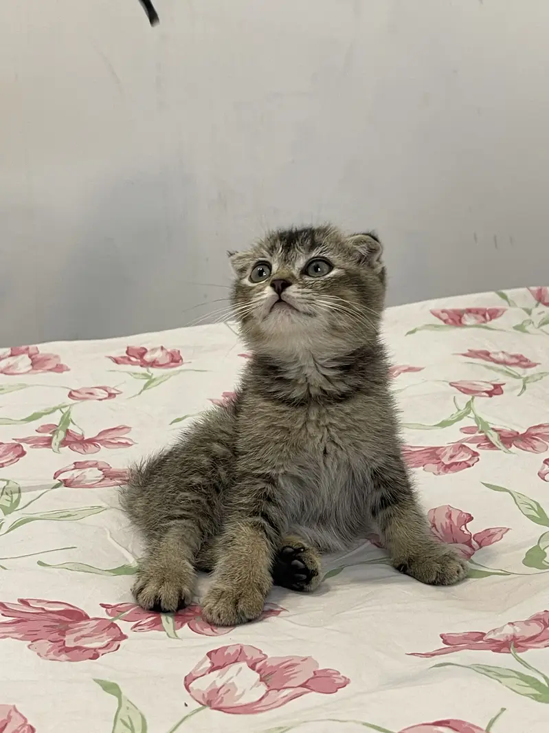 British Scottish fold — photo 6