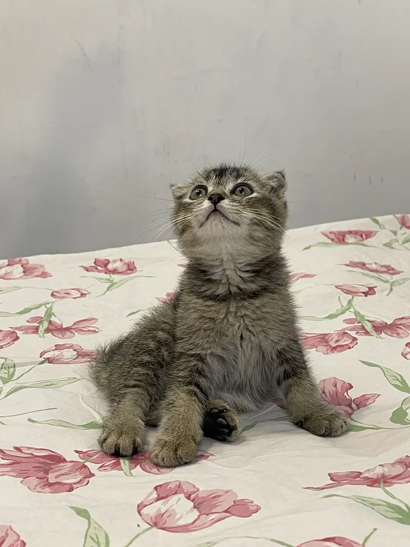 British Scottish fold — photo 7