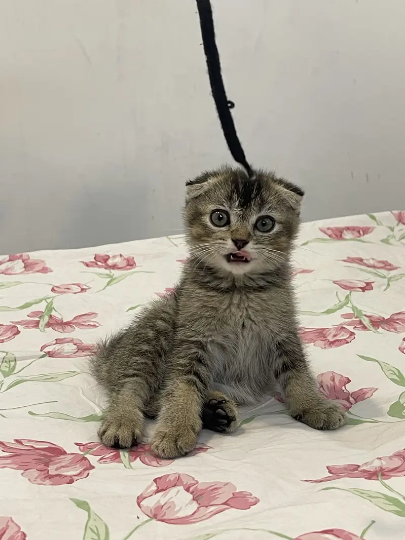 British Scottish fold — photo 8