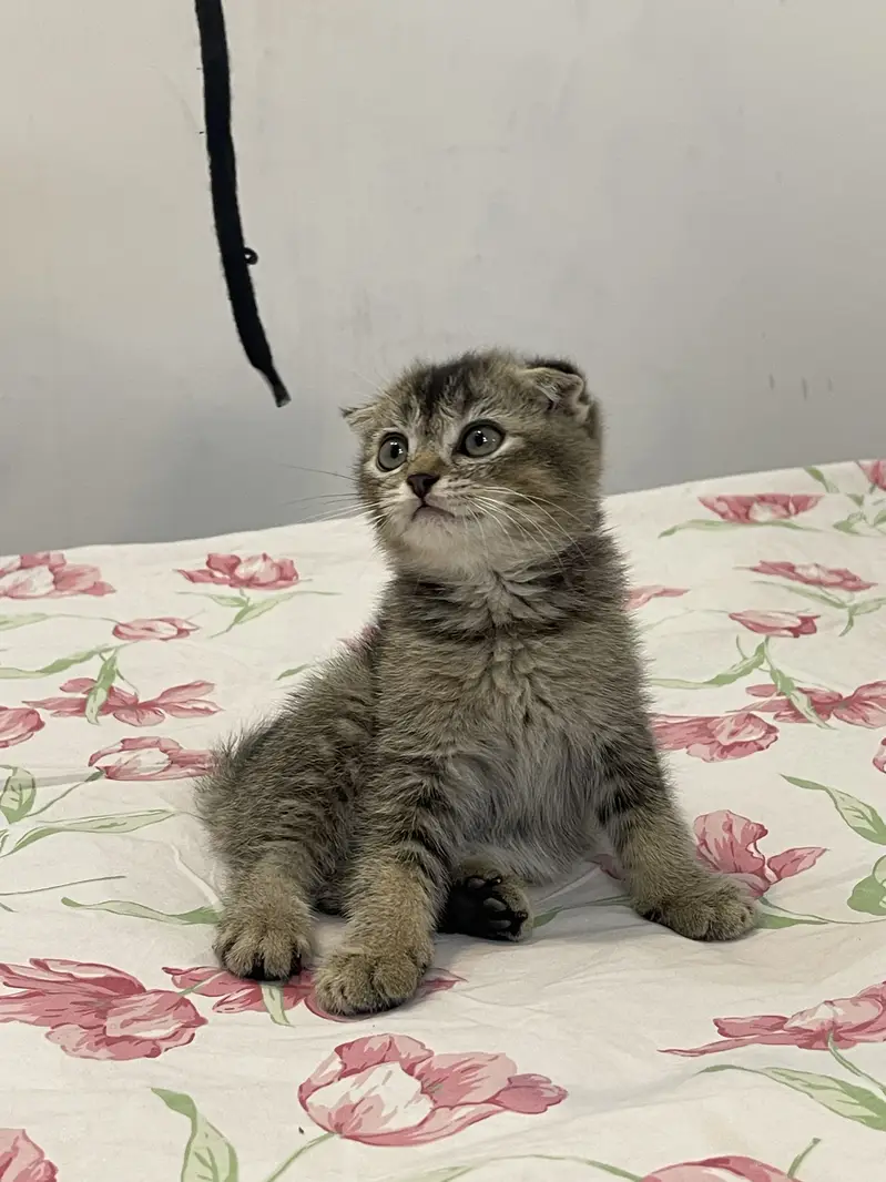 British Scottish fold — photo 9