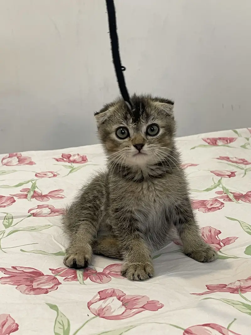 British Scottish fold — photo 10