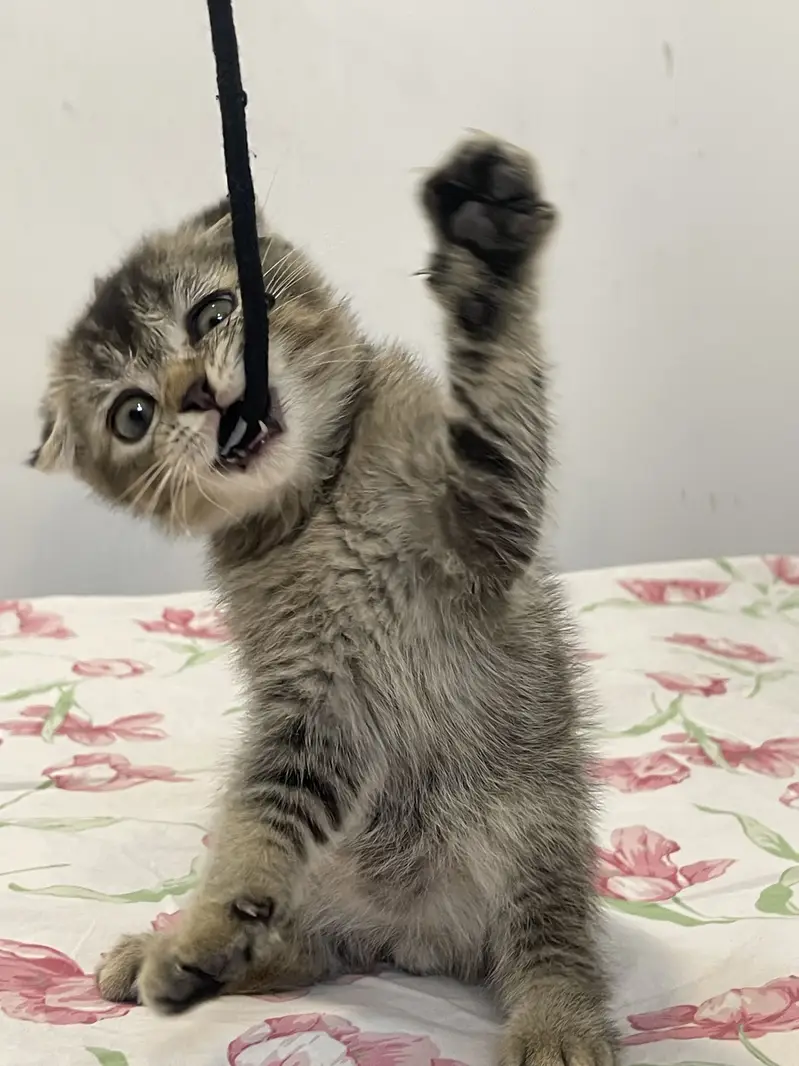 British Scottish fold — photo 11