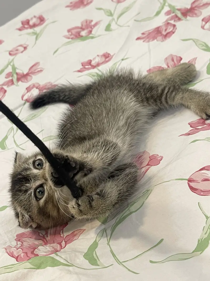 British Scottish fold — photo 12