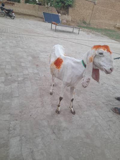 goat for sale