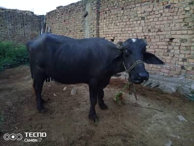 qurbani Kay liya janwar dastiyab hay
